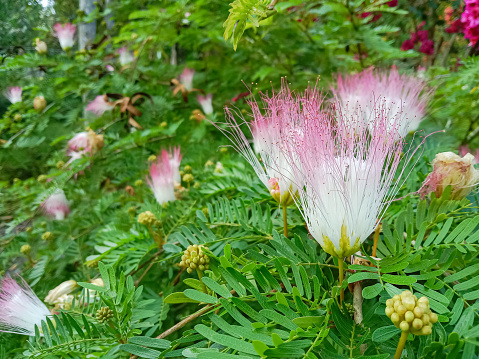 Selective focus  of Pink powderpuff flowers (Calliandra brevipes), is an attractive shrub with finely divided leaves and clusters of red powder-puff flowers.