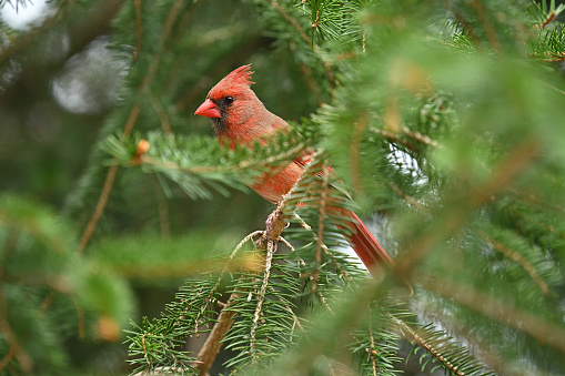 Northern cardinal female in white spruce tree, early spring, Connecticut