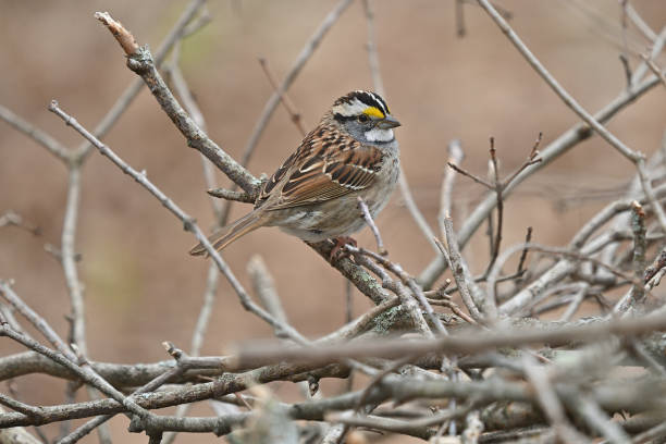White-throated sparrow on brush pile, early spring, Connecticut
