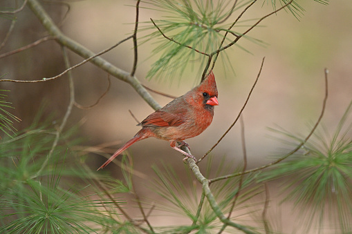Northern cardinal female in eastern white pine tree, early spring, Connecticut