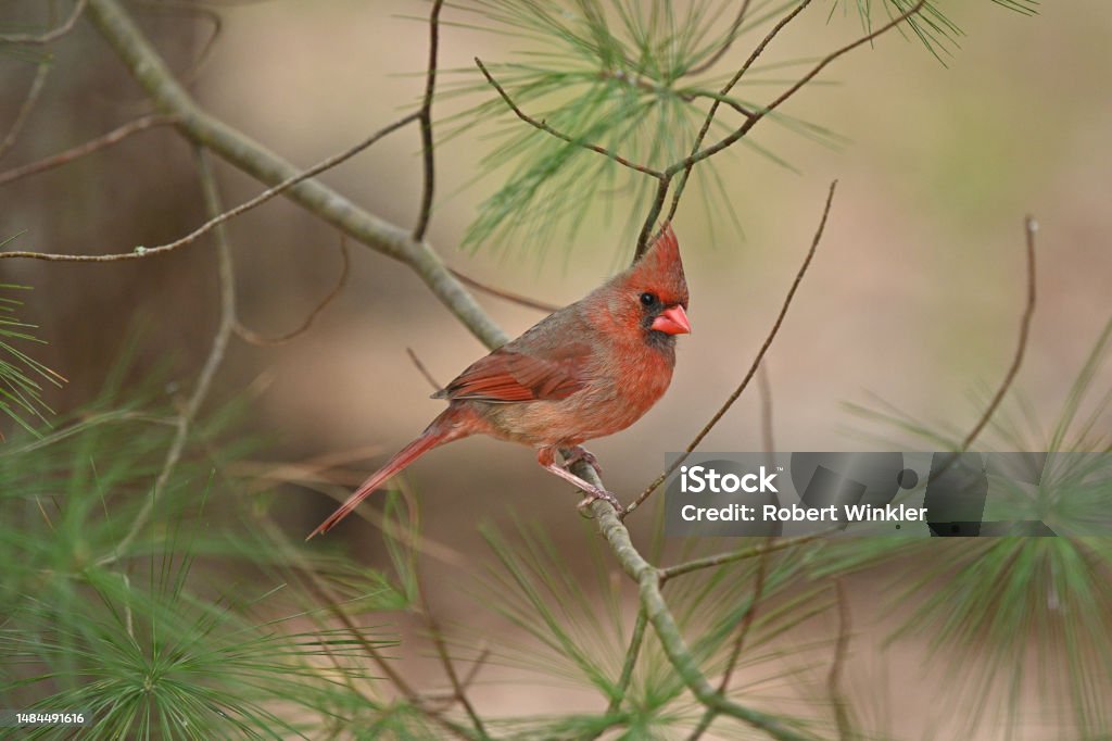 Triple Tree Cardinal Cardinal In Pine Tree Stock Photo - Download Image Now - Animal, Animal ...