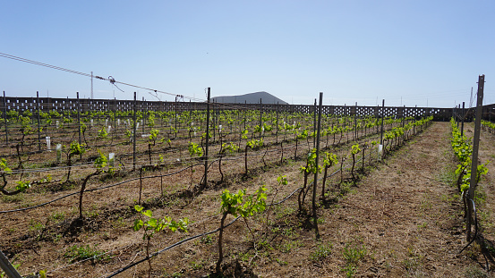 Bare grape vines with blue sky in rural Victoria