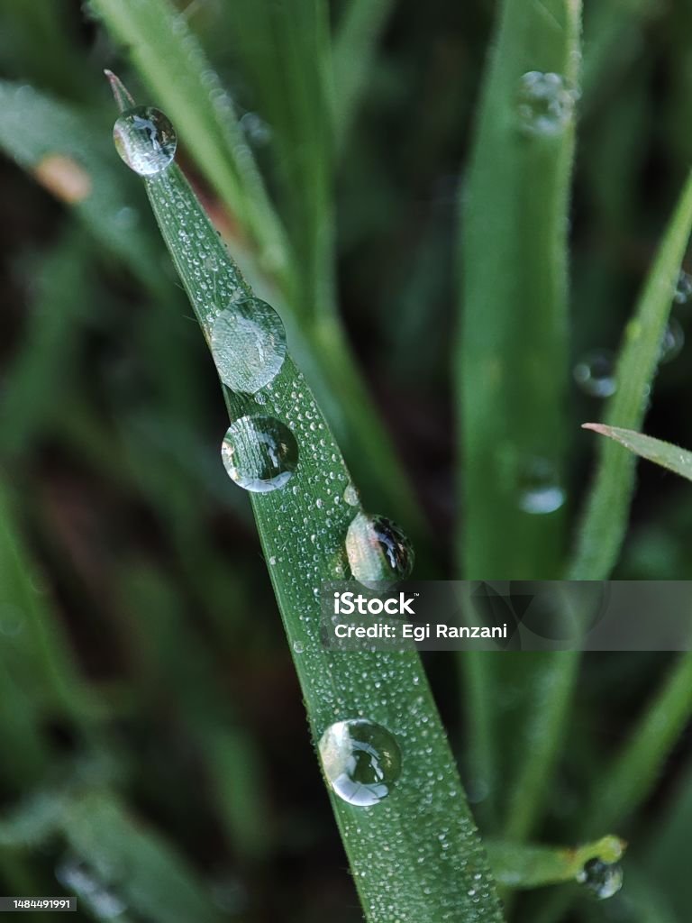 close up photo of dewdrops and leaves one morning in the grass garden there are dew drops clinging to the leaves with the morning sun presenting an aesthetic view in the form of a picture Backgrounds Stock Photo