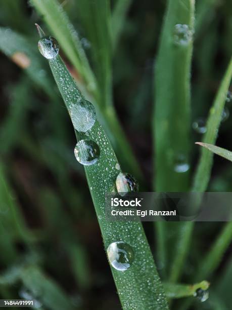 Close Up Photo Of Dewdrops And Leaves Stock Photo - Download Image Now - Backgrounds, Beauty, Beauty In Nature