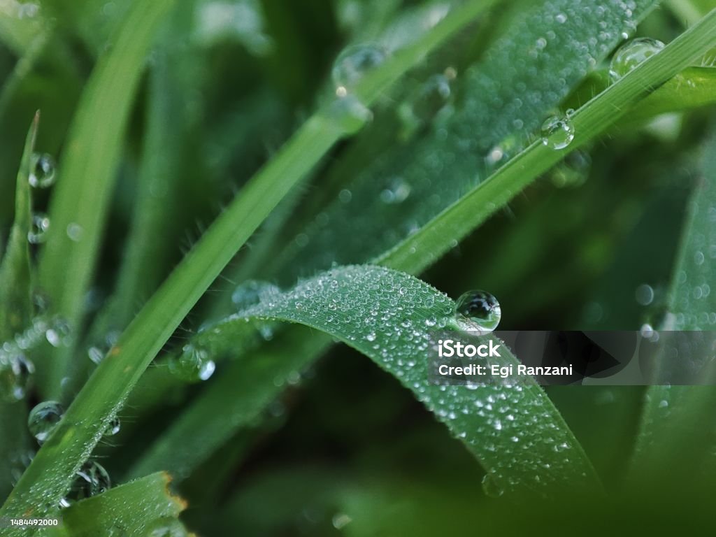close up photo of dewdrops and leaves one morning in the grass garden there are dew drops clinging to the leaves with the morning sun presenting an aesthetic view in the form of a picture Abstract Stock Photo