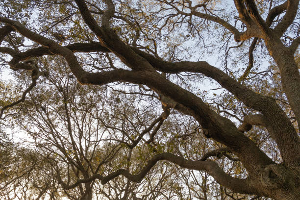 istock The branches of an old southern oak tree 1484493210