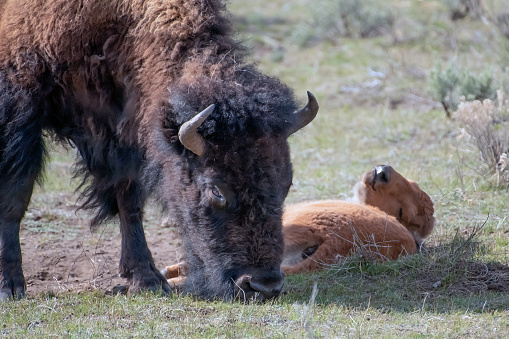 Bison (or buffalo) cow mother grazes beside resting calf in Yellowstone Ecosystem in Wyoming, in northwestern USA. Nearest cities are Gardiner, Cooke City, Bozeman and Billings Montana, Denver, Colorado, Salt Lake City, Utah and Jackson, Wyoming.
