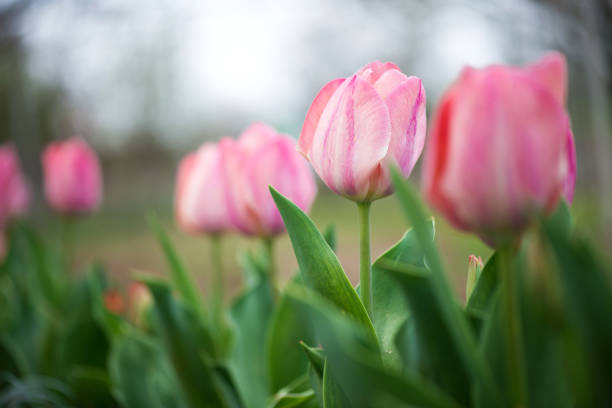 Pink tulips blooming in a spring garden - selective focus.