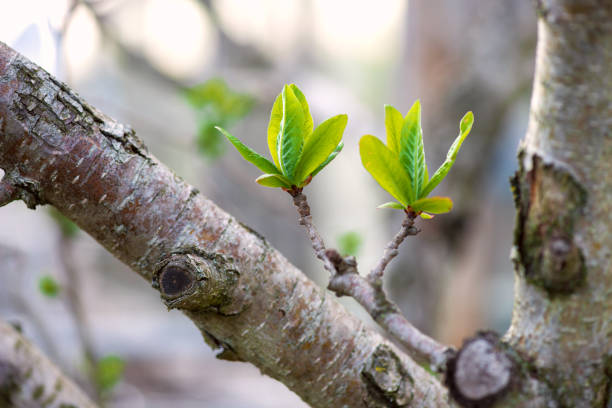 young budding Medlar twigs  in the spring garden - selective focus, copy space, blured background