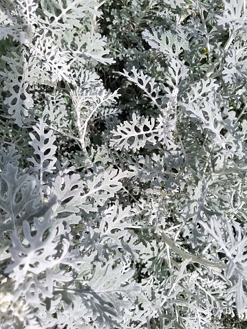 Top view of dusty miller, Centaurea cineraria or Jacobaea maritima.