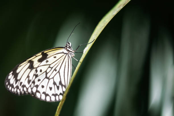 istock Side view of rice paper butterfly. 1484496658