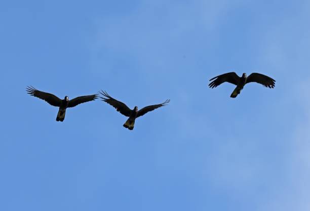 istock Yellow-tailed Black-cockatoo 1484496723