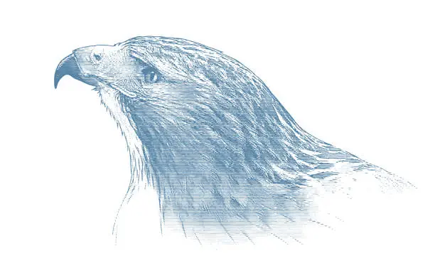 Vector illustration of Close-up of a red-tailed hawk head