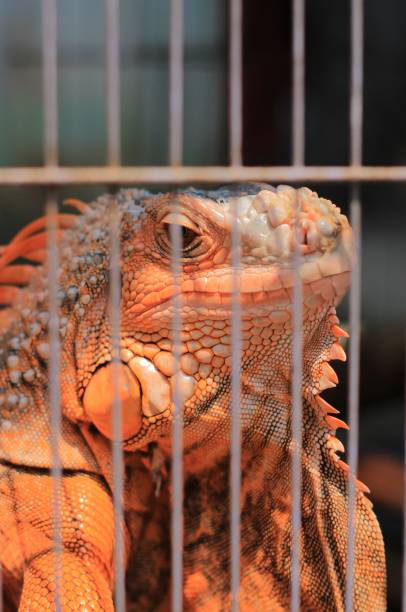 istock an orange iguana is behind the bars cage 1484498283