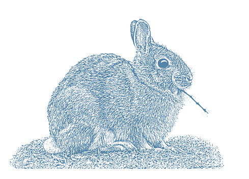 Cute Cottontail Rabbit eating twig