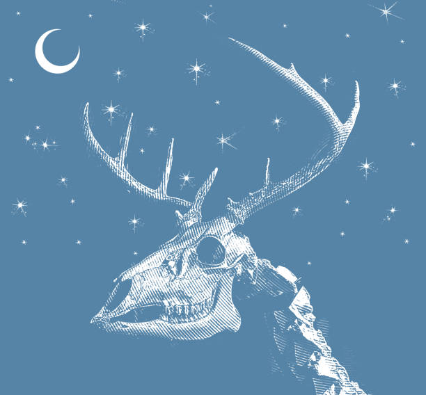 whitetail 사슴 스컬 및 사슴뿔 - antler stag deer animal skull stock illustrations