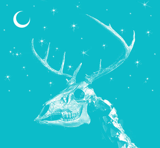 ホワイトテール・スカルとアントラーズ - antique engraved image moonlight night点のイラスト素材／クリップアート素材／マンガ素材／アイコン素材