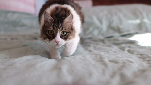 Hunter cat is carefully following its target on the bed