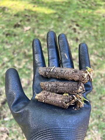 Close up of holding three soil plugs from warm season lawn core aeration with ride on aerator