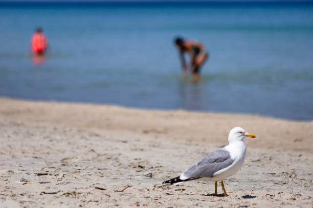 One seagull walking on the beach with people blurred in the background