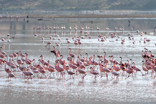 아프리카 케냐의 나쿠루 호수에 있는 핑크 플라밍고 떼 - lake nakuru 뉴스 사진 이미지