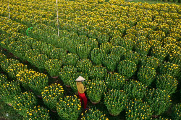 Drone view of florist is taking care chrysanthemum flowers for Tet holiday, Khanh Hoa, central Vietnam