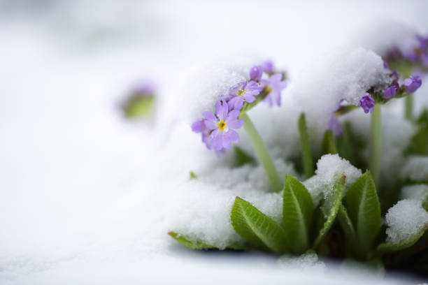 istock Blooming Primula in the snow 1484506361