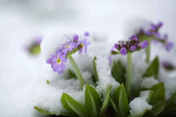 istock Blooming Primula in the snow 1484506387