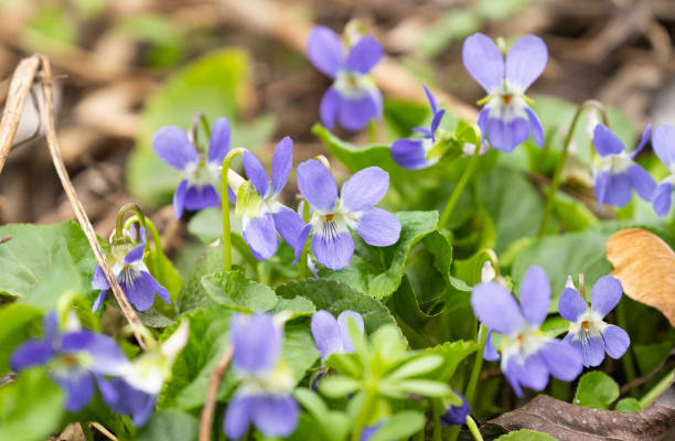 istock beautiful violets growing in a meadow in spring 1484510119