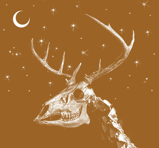 illustrations, cliparts, dessins animés et icônes de le chevreuil mort et antlers hilton colorado springs - antique engraved image moonlight night