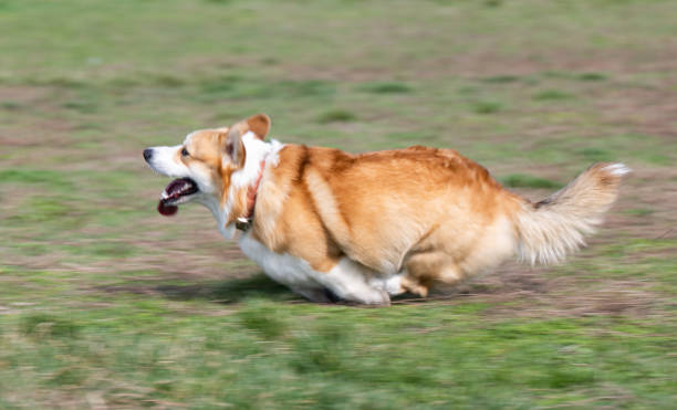 istock welsh corgi pembroke on a walk 1484513611