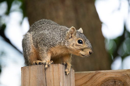 A fox squirrel, Sciurus niger, sitting on top of a wooden fence post in the backyard.