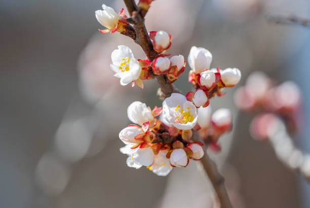 apricot blooming on a sunny day in spring