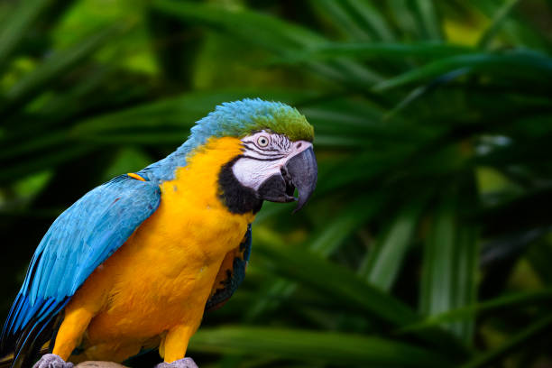 retrato de loro - guacamayo oro y azul - amazonía del perú fotografías e imágenes de stock