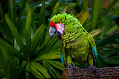 Parrot portrait - Military Macaw