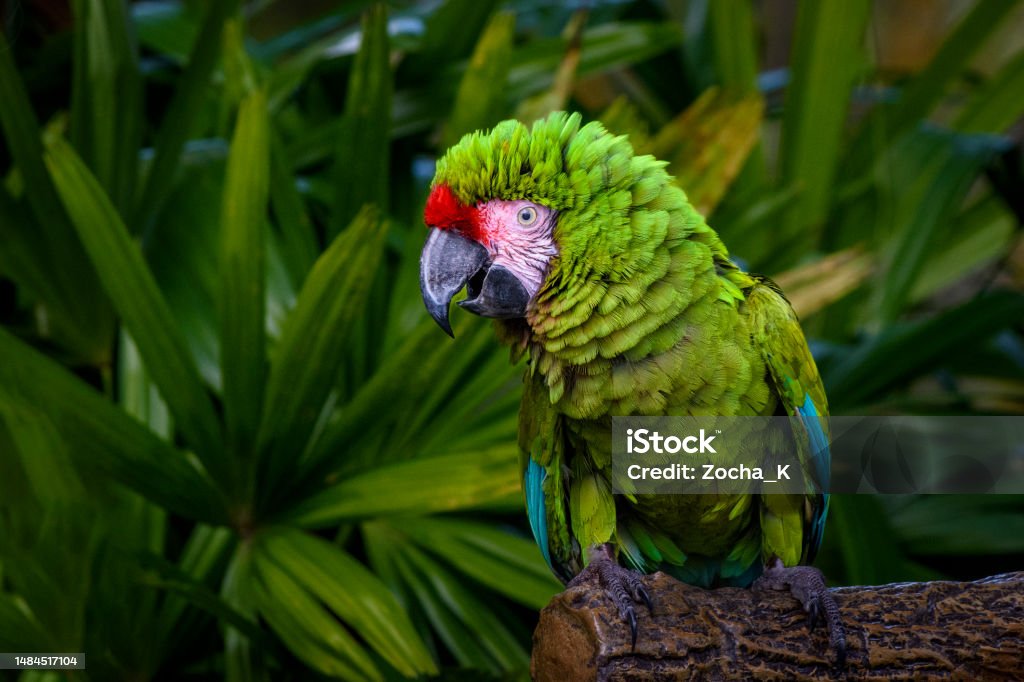 Parrot portrait - Military Macaw Close-up of macaw parrot (Gold And Blue Macaw) Amazon Region Stock Photo