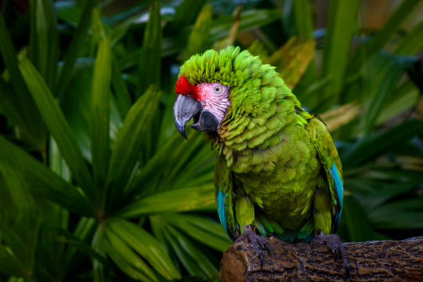 Parrot portrait - Military Macaw Close-up of macaw parrot (Gold And Blue Macaw) vibrant color birds wild animals animals and pets stock pictures, royalty-free photos & images