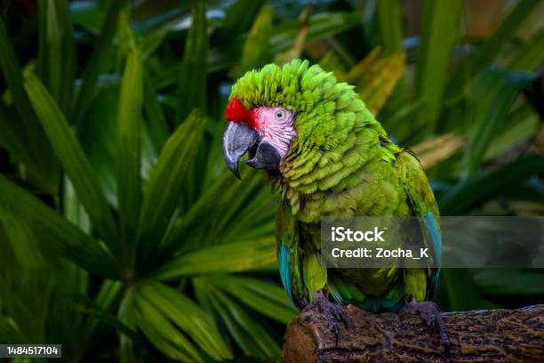 Parrot Portrait Military Macaw Stock Photo - Download Image Now - Amazon Region, Bird, Animal