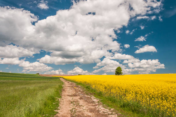 istock Landscape with flowering rapeseed fields 1484517386