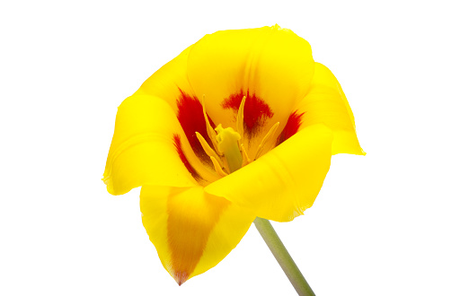 yellow-red tulip isolated on white background