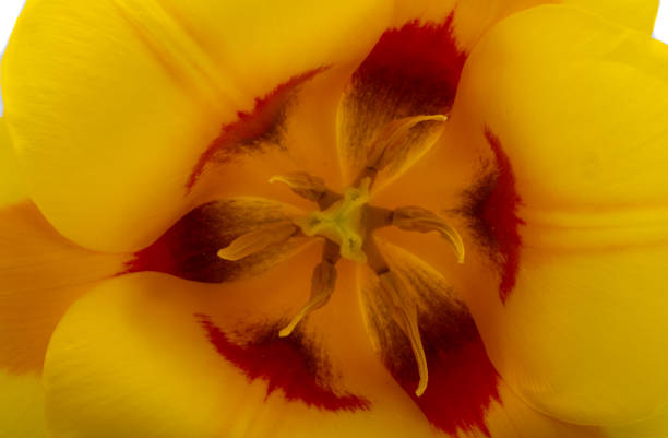 background of yellow tulip close up