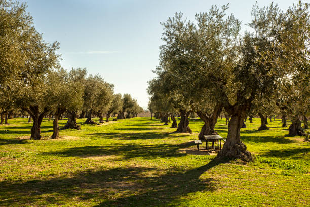 messa a dimora di ulivi mediterranei allineati sul prato - olive olive tree italy italian culture foto e immagini stock