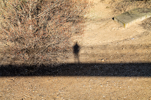 top view of a shady shadow of a man standing next to a tree in a deserted area