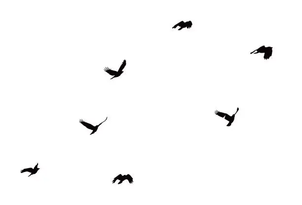 Vector illustration of Flock of crows in flight