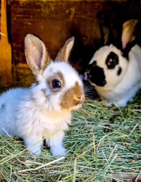 istock Little cute rabbit with his mother sitting on straw bedding. Ecological farming. 1484522845