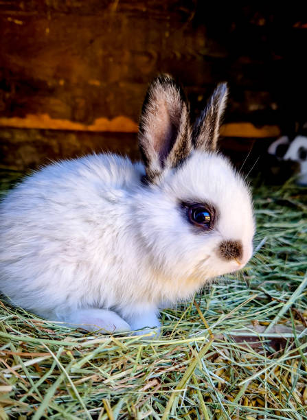 istock Little cute white rabbit sitting on straw bedding. Ecological farming. 1484522851