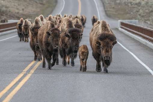Herd of bison or buffalo crossing bridge in the Yellowstone Ecosystem in Wyoming, in northwestern USA. Nearest cities are Gardiner, Cooke City, Bozeman and Billings Montana, Denver, Colorado, Salt Lake City, Utah and Jackson, Wyoming.