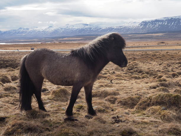 istock icelandic horses in their field 1484524804