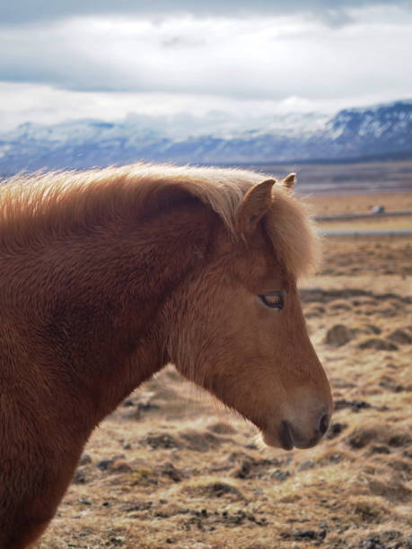 istock icelandic horses in their field 1484525107