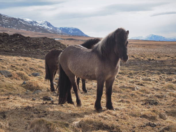 istock icelandic horses in their field 1484525547